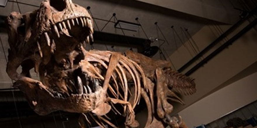 Kanada'da dünyanın en büyük ve en yaşlı t-rex fosili bulundu
