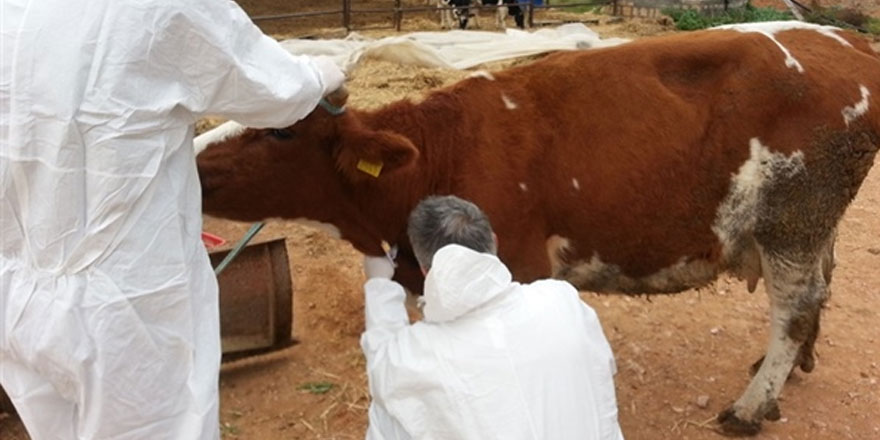 Hayvan hastalıkları konusunda bilgilendirme toplantıları düzenleniyor