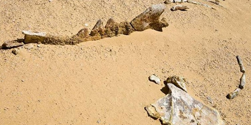 Mısır çöllerindeki 40 milyon yıllık balina fosilleri