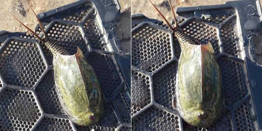 Galatya Gölü canavarı heyecan yarattı.