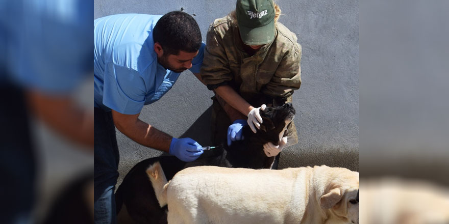 Lefkoşa Hayvan Barınağı’ndaki 145 köpeğin aşısı yapıldı