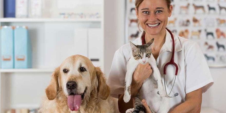 Evcil hayvan sahibi olmak isteyenlere her duruma hazırlayıcı 6 öneri