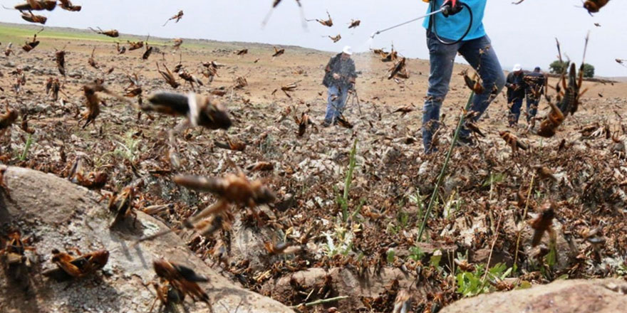 Çekirge İstilası