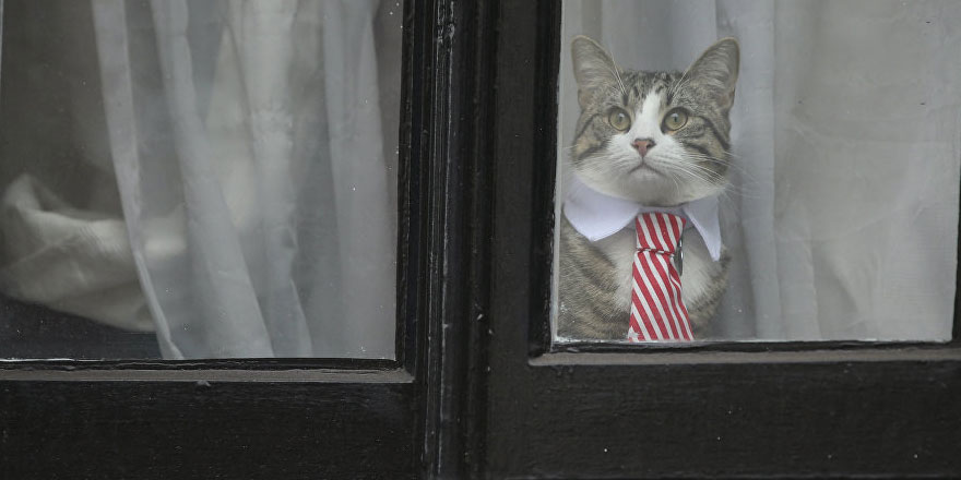 Assange'dan sonra bu kez kedi James 'casuslukla' suçlandı