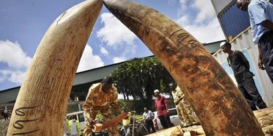 Çin'de fil dişi kaçakçılığı