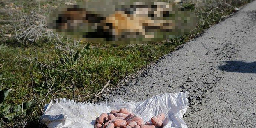 Başkentte köpek ölüleri bulundu