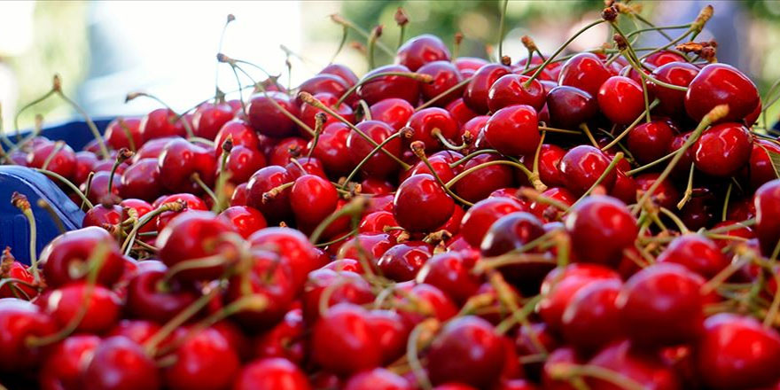 Kiraz ihracatında hedef 300 milyon dolar