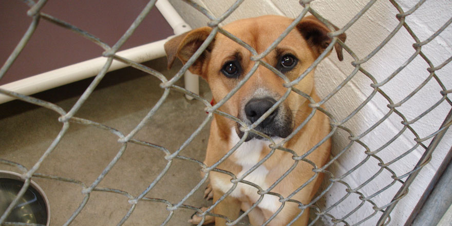 Sokağa atacağınız hayvanı sahiplenmeyin