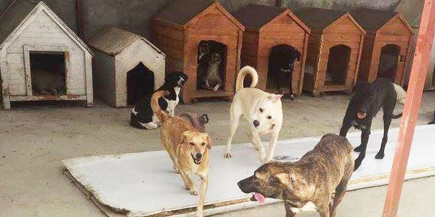 Hayvanlar ‘oyuncak’ ya da ‘eşya’ değildir