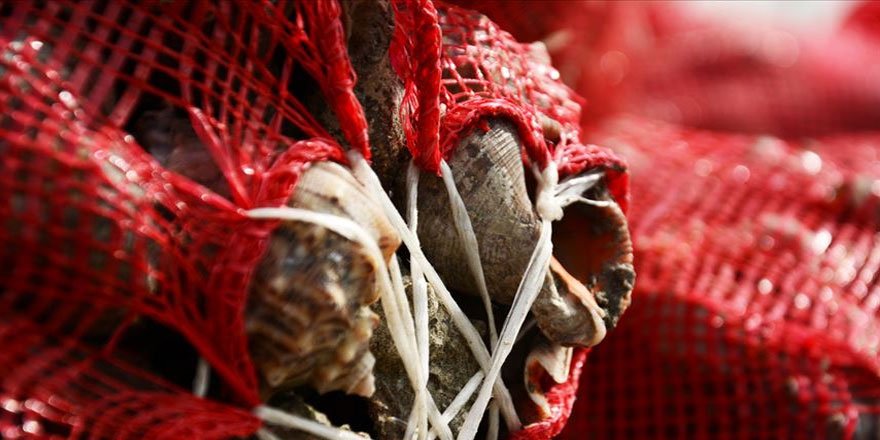 Balıkçılar yüzünü 'salyangoz'a döndü