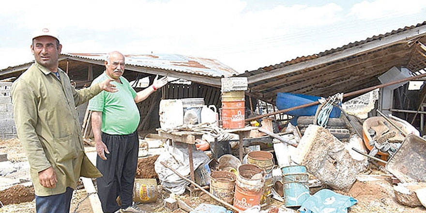 Mandıranın çatısı uçtu, duvarı yıkıldı!