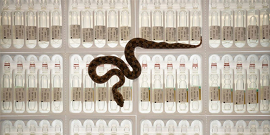 Hayvanları taklit eden robot asker yetiştirecekler