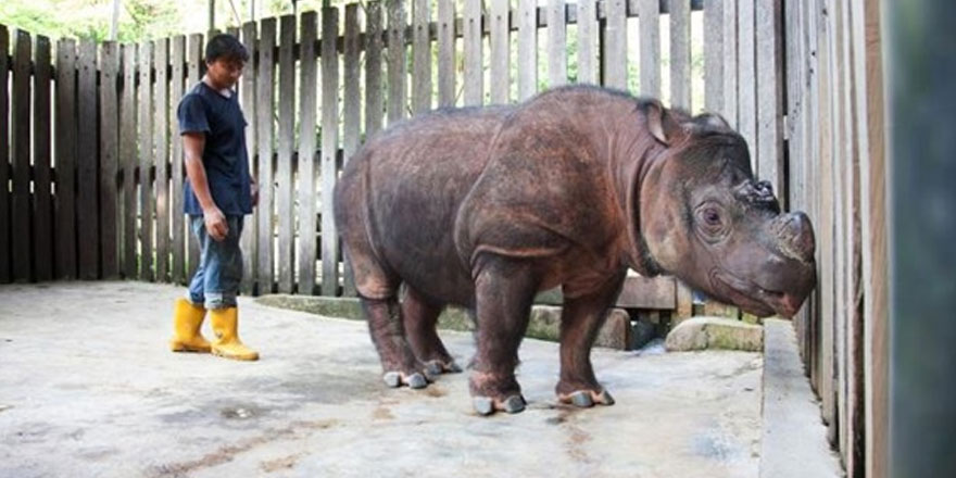 Malezya'nın yaşayan son erkek sumatra gergedanı öldü