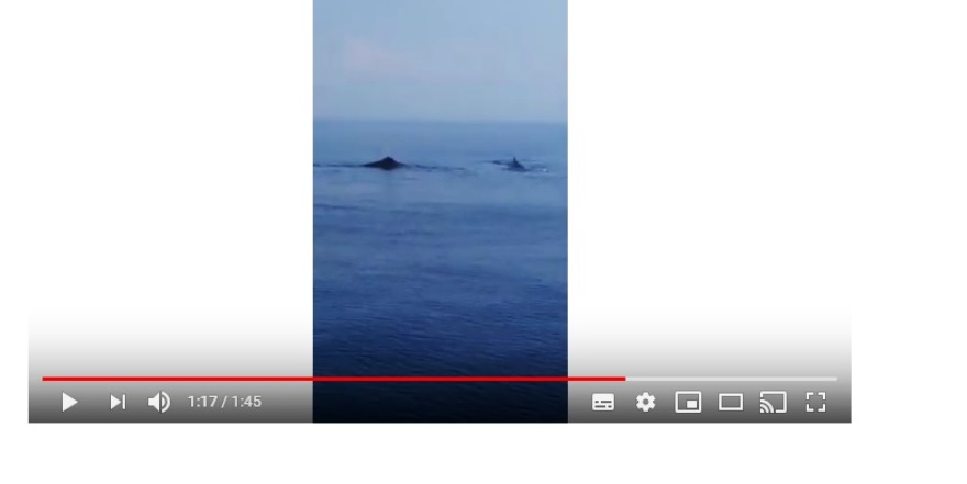 Karpaz açıklarında balina sürüsü görüntülendi (Video Haber)