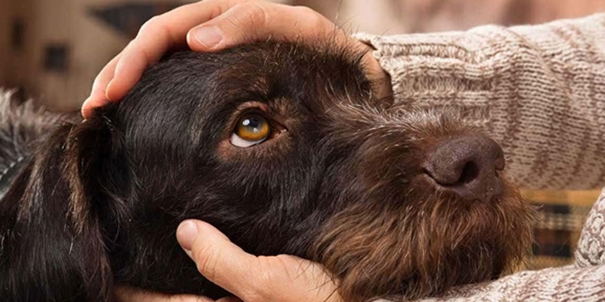 Köpekler, üzgün bakışlarını ilgi çekmek için zamanla edinmiş