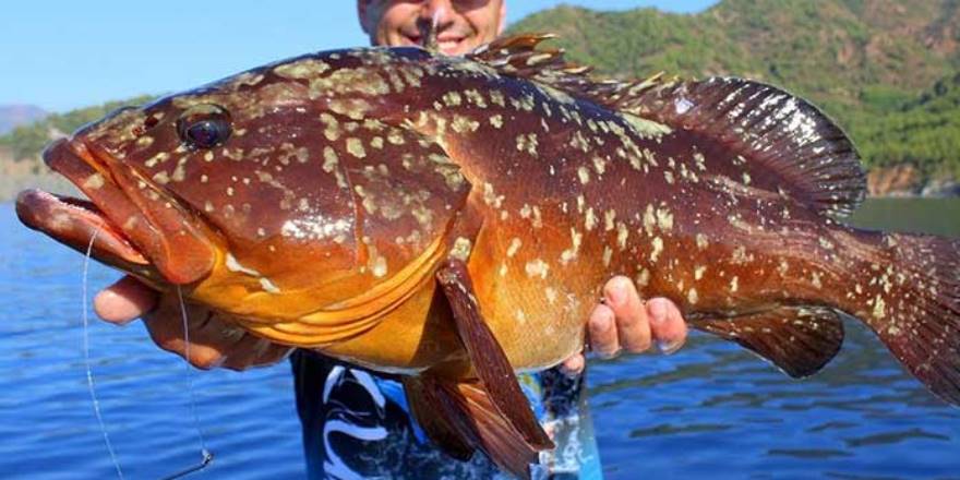 Orfoz, lagos ve eşkine avı uyarısı