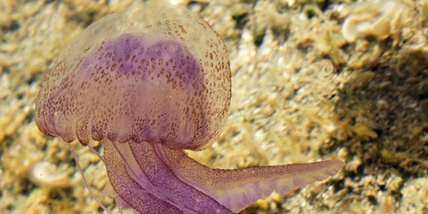 Denizanalarına dikkat!!