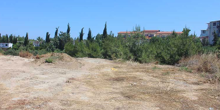 Ağaçları katlettiler