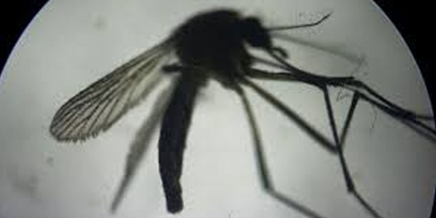"Özel bakterili sivrisinek"