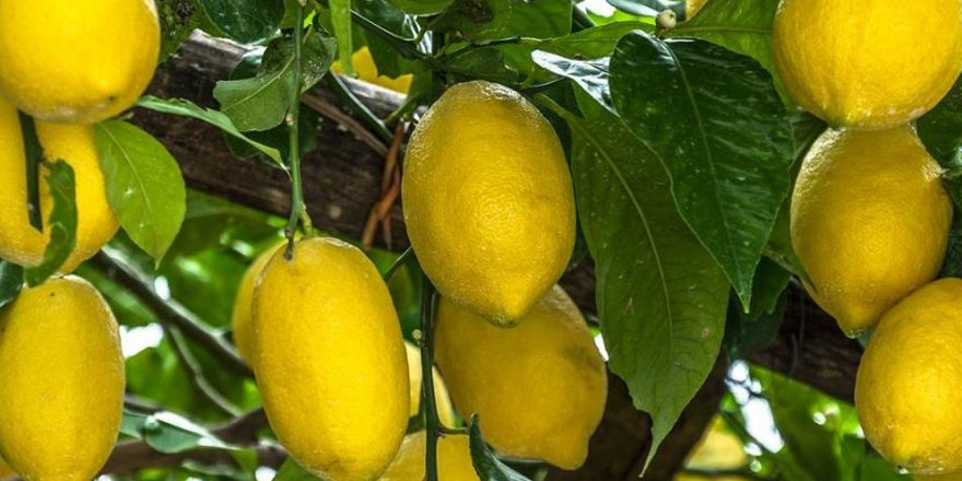 Vitamin alımını maksimuma çıkarıyor