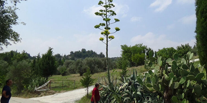 Bu bitki 100 yıl yaşıyor, sadece bir kez çiçek açıyor