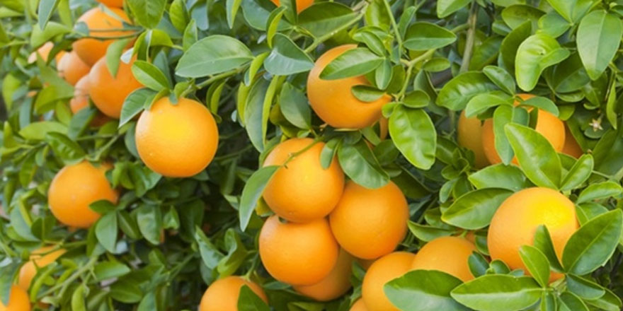 CYPFRUVEX Valensiya ürün bedellerini ödüyor