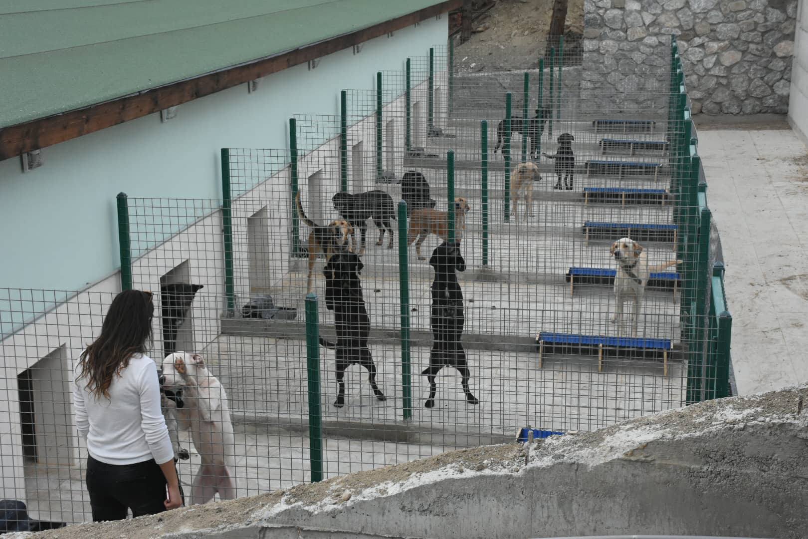 Girne Belediyesi Hayvan Barınağı ve Rehabilitasyon Merkezi’nin açılışı Salı günü...