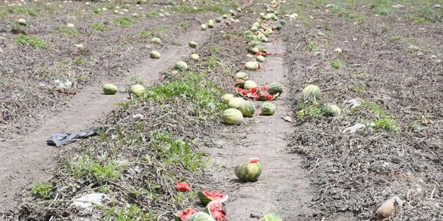 Fiyatı düşen karpuz tarlada kaldı