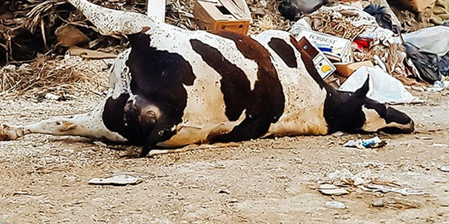 Lefke tehdit altında