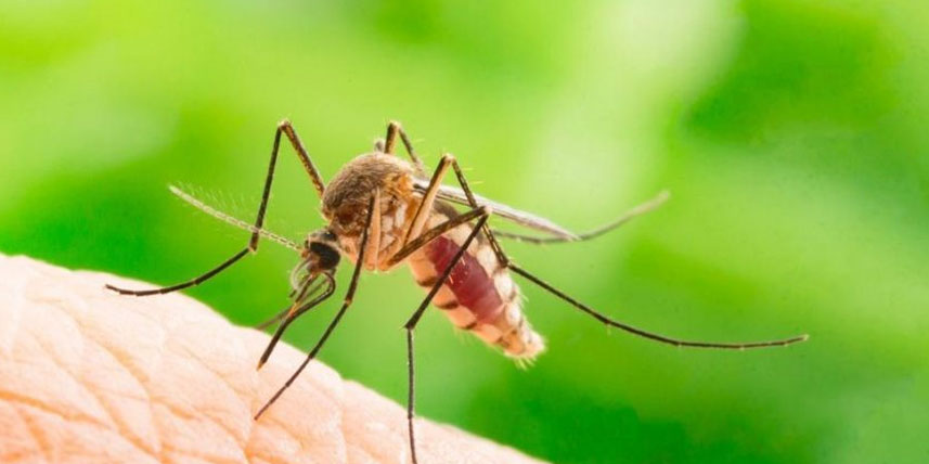 Üçüncü Batı Nil virüsü vakası