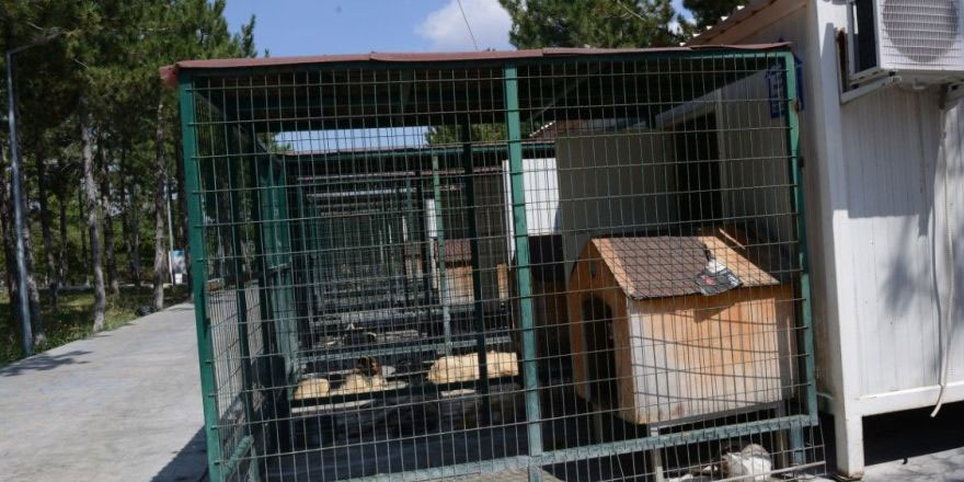 Çorum'da sokak hayvanları klimalı konteynerde serinliyor