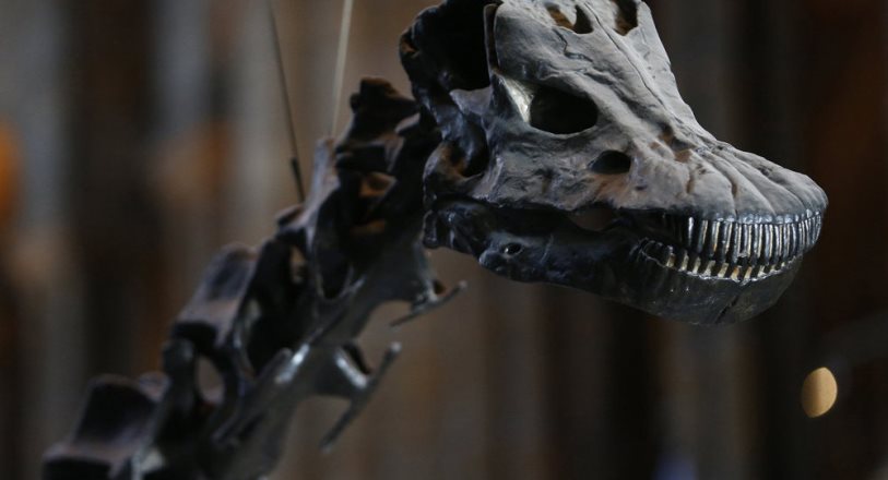 4 metre uzunluğunda olduğu düşünülen yeni bir dinozor türü keşfedildi