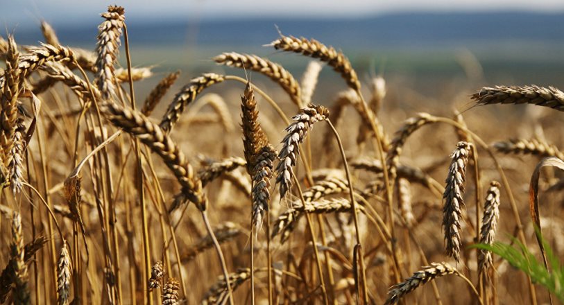 'Rusya, başta Türkiye’ye olmak üzere 3.77 milyon ton tahıl ihraç etti'