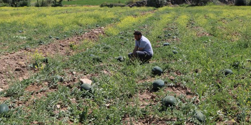 İş bulamayınca karpuz yetiştirdi