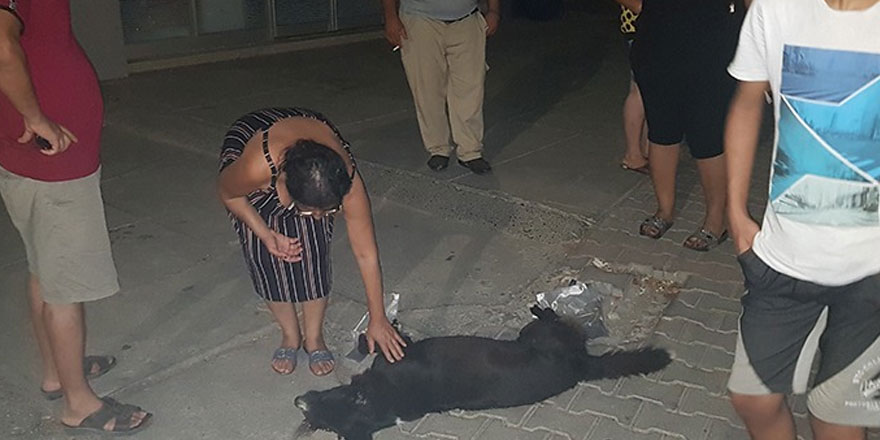 Lucky’e araba çarptı