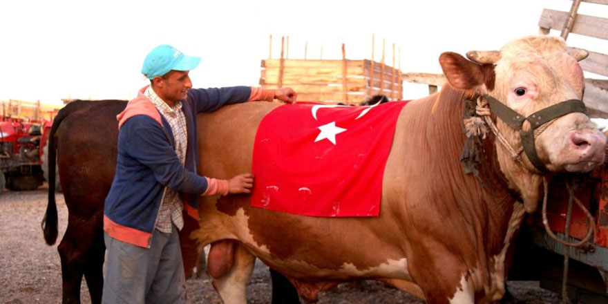 Kurbanlık boğanın adını S-400 koydu