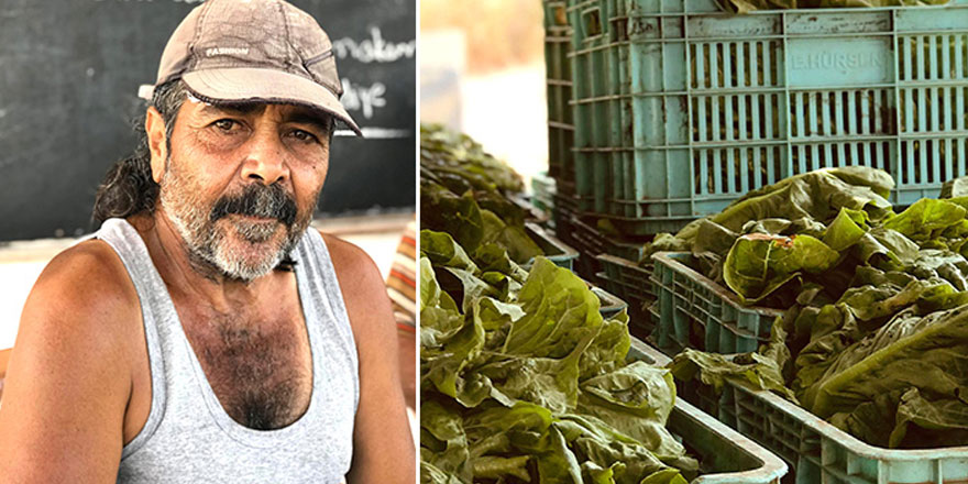 “Kolokas Kıbrıs’ta çok sevilen bir üründü, ama yavaş yavaş unutulmaya başladı”