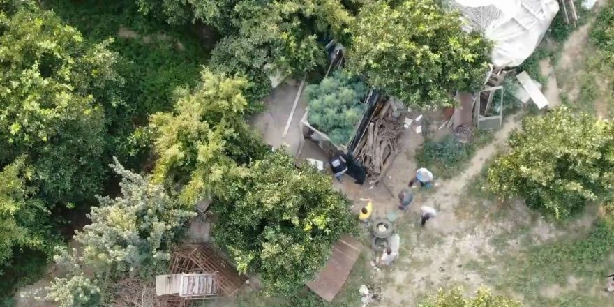 Meyve bahçesine ekilen Hint keneviri ‘drone’ ile tespit edildi