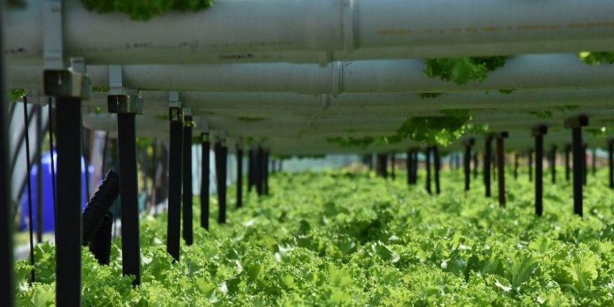 Toprak kullanmadan marul yetiştirmeye başladı, üretim hızı 3 kat arttı
