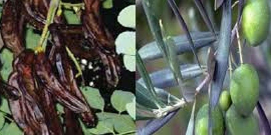 Zeytin ve harnup hasadına başlama tarihleri açıklandı