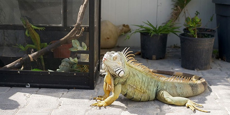 İguanalar hakkında vatandaşlara uyarı