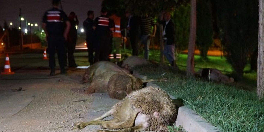 Otomobil, koyun sürüsüne daldı