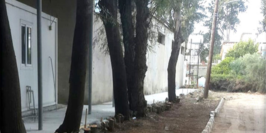 Ağaçları katlettiler