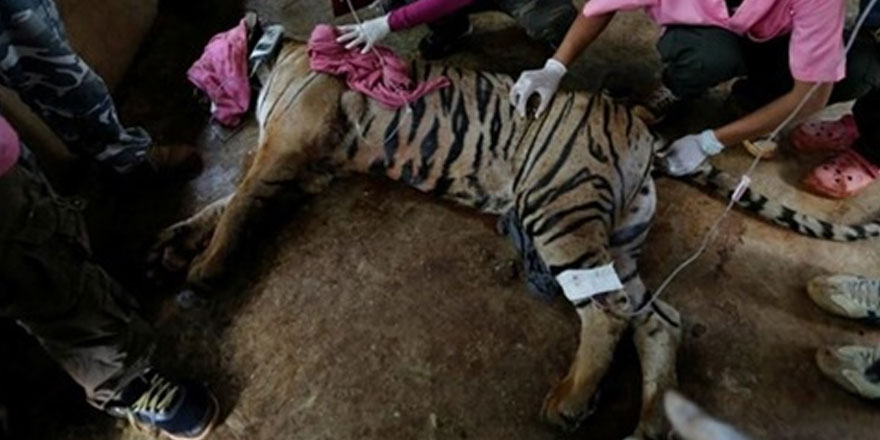 Tayland'da Kaplan tapınağı'ndan kurtarılan 86 kaplan öldü