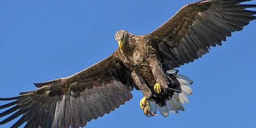 Çarpıcı düşüş