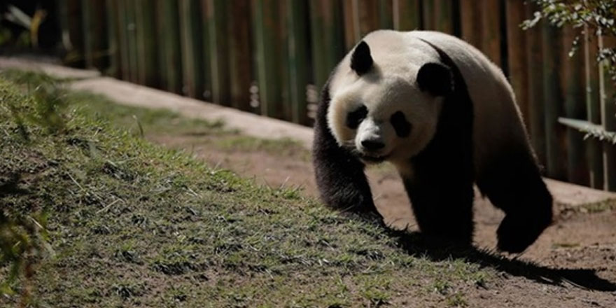 Panda ziyaretine sınırlama