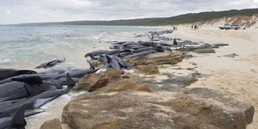 Sahile vuran 134 balina öldü