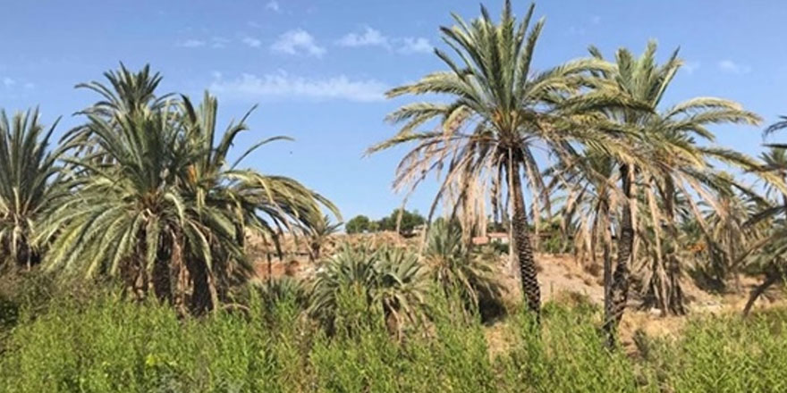 Ciddi tehlike arz eden hurma ağaçlarının imha edilmesi gerekir