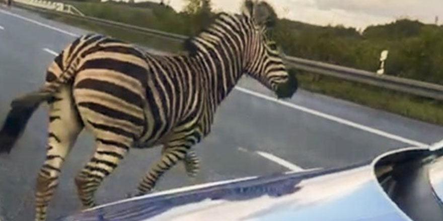Kazaya yol açan zebra vurularak öldürüldü