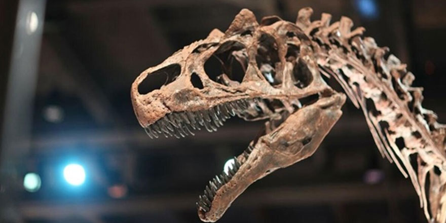 Tayland’da yeni bir dinozor türü bulundu